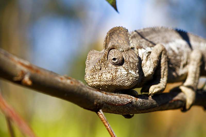 乌斯塔雷变色龙(Furcifer Oustaleti) -稀有马达加斯加恩德