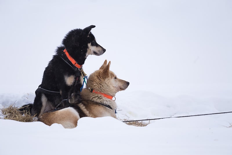 美丽的阿拉斯加哈士奇在挪威的一场长途雪橇狗比赛中休息。