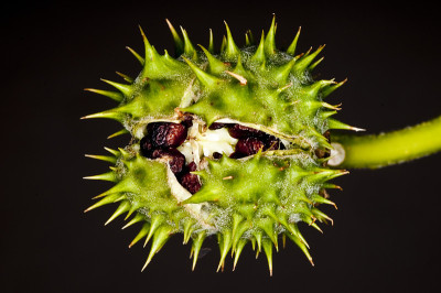 thornapple