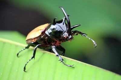 角甲虫