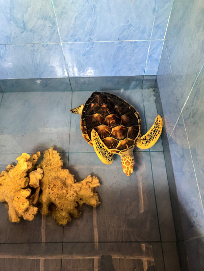水族馆里的海龟
