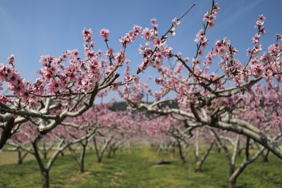 桃花