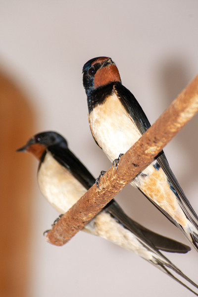 近距离拍摄的一对仓燕(hirundo rustica)栖息在金属杆