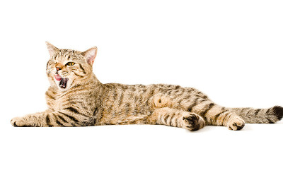 苏格兰直猫舔嘴唇