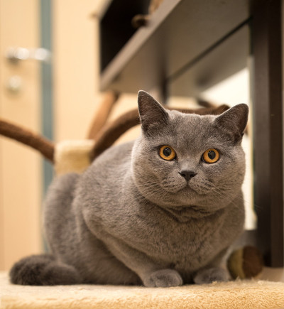 英国的猫
