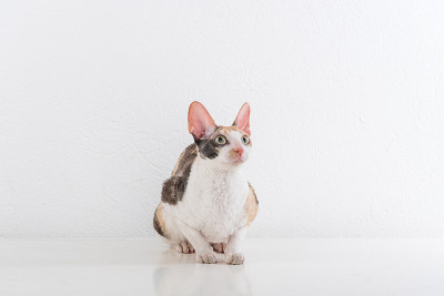 康沃尔郡雷克斯猫坐在白色的桌子上沉思。白墙的背景。