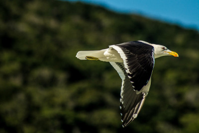 Gaivotão
