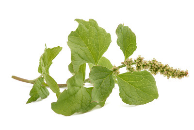 野生菠菜(好国王亨利)