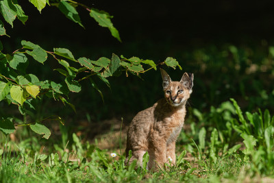 森林里的小野猫