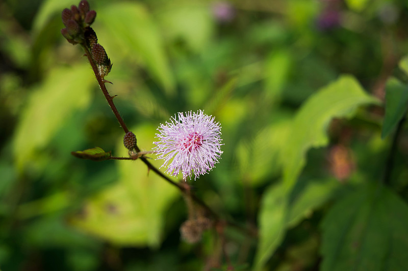 含羞草的特写也被称为羞耻草或羞耻草，敏感，昏昏欲睡，动作，触摸我不，僵尸植物。