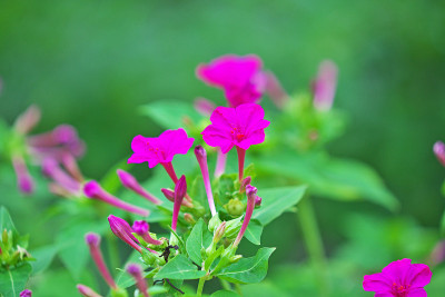 Mirabilis jalapa