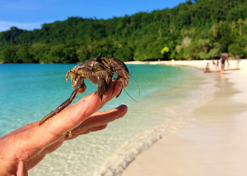 没有壳的寄居蟹，瓦努阿图圣埃斯皮里图香槟湾