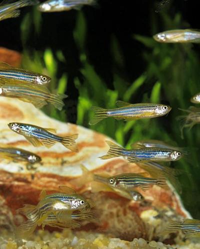 长鳍斑马鱼，短鳍斑马鱼，水族鱼类