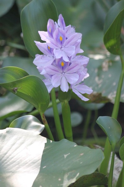水葫芦花
