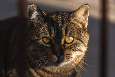 阳光下的城市里的猫，意大利FVG地区
