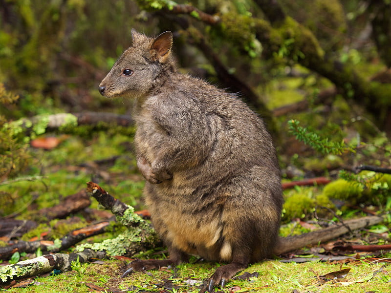 塔斯马尼亚pademelon