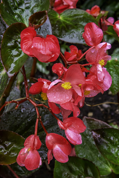 蜡叶秋海棠