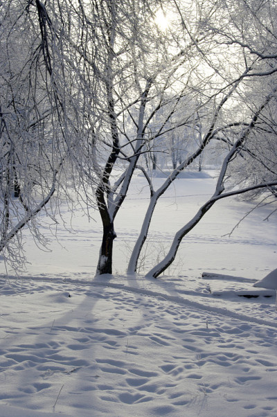 雪中的冬季公园