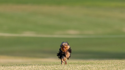 约克郡犬。