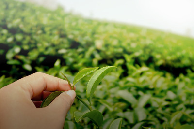 在茶园田间手工采摘绿茶。