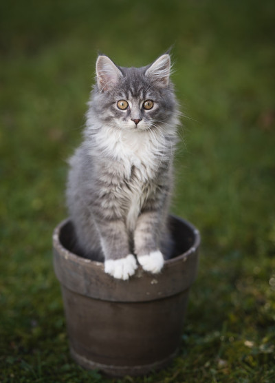 花盆里的小猫
