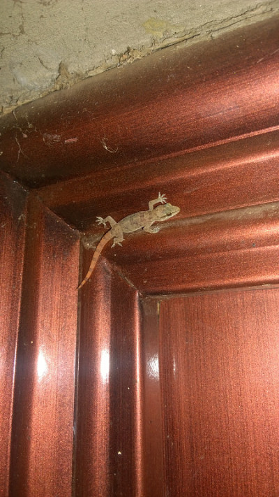 非洲年轻壁虎