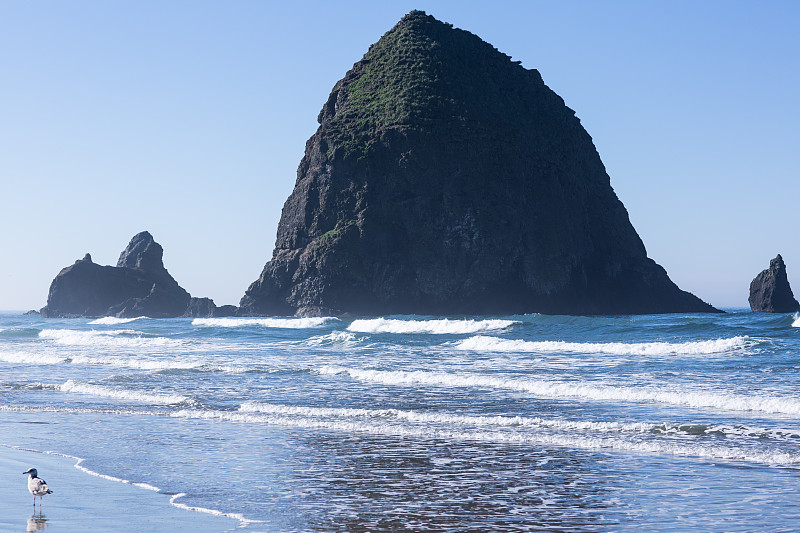 俄勒冈州坎农海滩的草堆山和海鸥