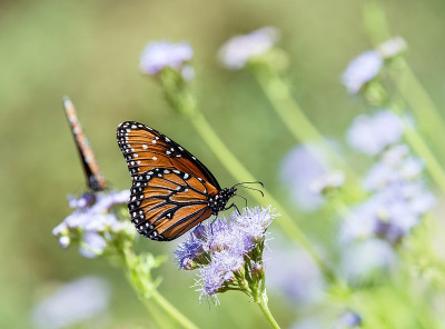Greggs Mistflowers上的蝴蝶皇后(Danaus gilippus)