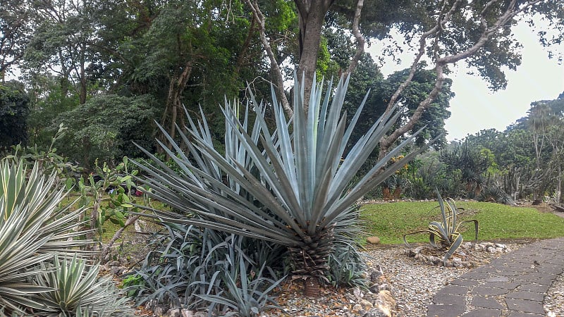 美丽的地方和自然，Kebun Raya茂物，印度尼西亚