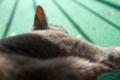 猫