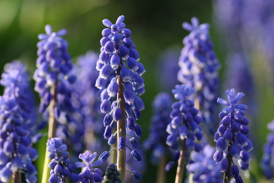 蓝色的风信子花