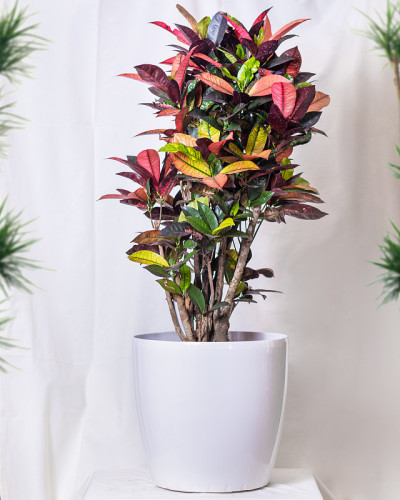 彩色马缨丹花植物在白色花盆近距离