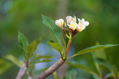 干莲花