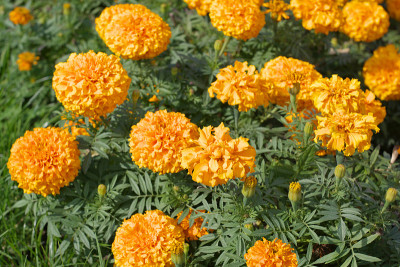 黄色的花