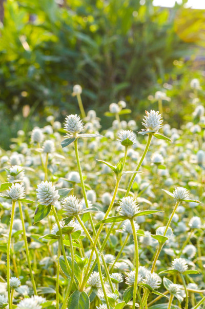 Gomphrena野草花