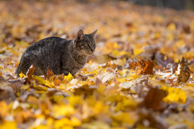 秋叶中的虎斑猫