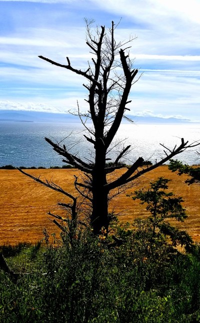 Whidbey岛的悬崖，WA