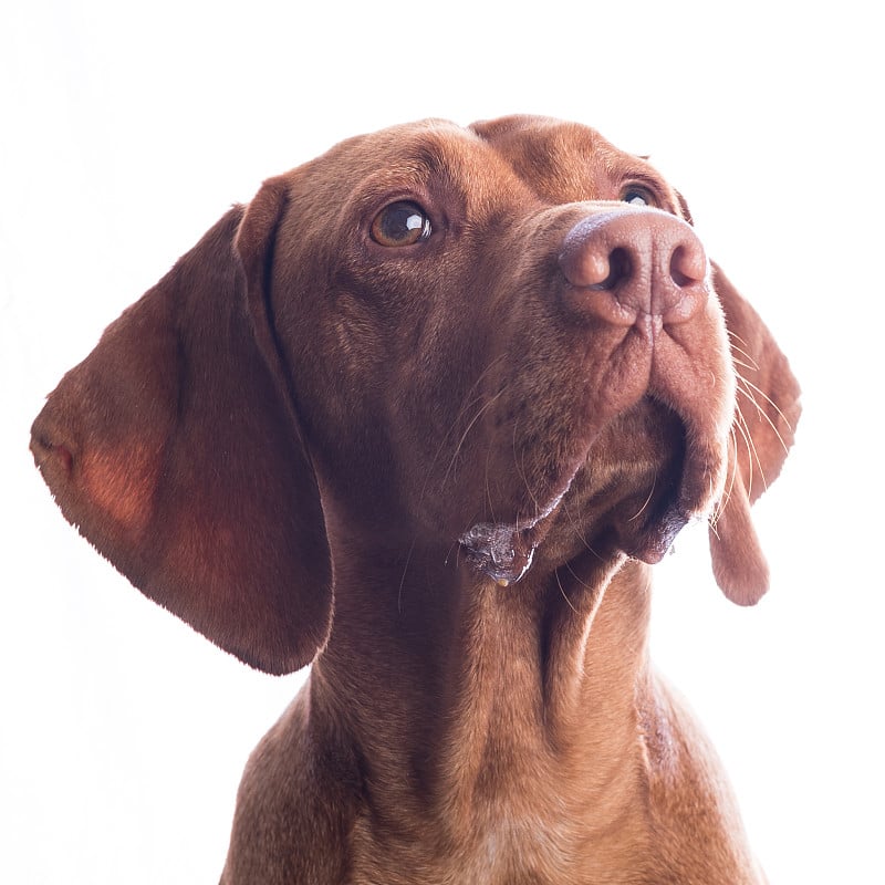 流口水维希拉猎犬狗