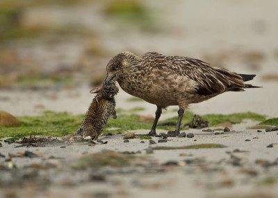大头骨(Stercorarius skua)