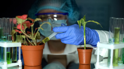 植物遗传育种实验的实验室助理施肥