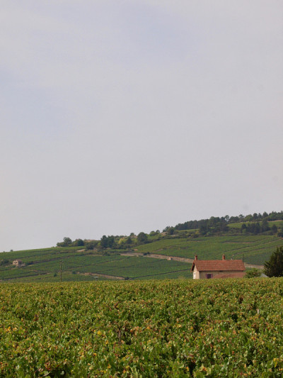 Wineyard /波恩,法国