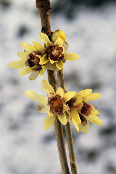 Chimonanthus praecox