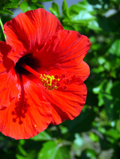 芙蓉