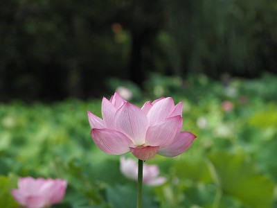 莲花