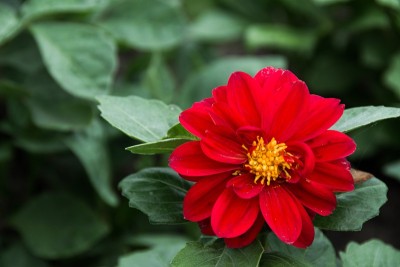 红色的花