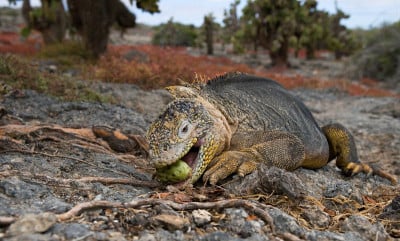 The land iguana eats a cactus.
