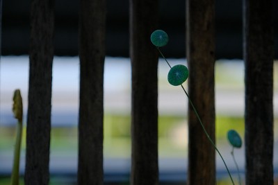 旱金莲叶子的可爱