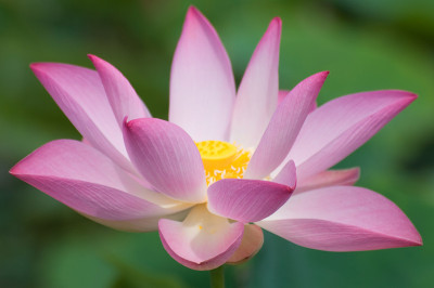 莲花
