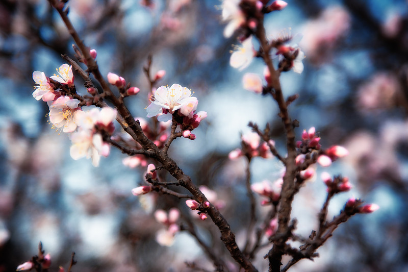 鲜花杏树