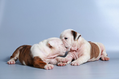 2个月纯种英国斗牛犬幼犬